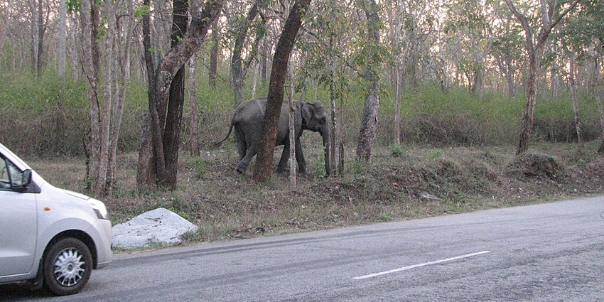 A panoramic view of Mudumalai Wildlife Sanctuary and National Park, featuring dense forests and diverse wildlife habitat.