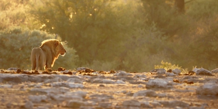 A pleasant landscape featuring a fierce lion in the national park