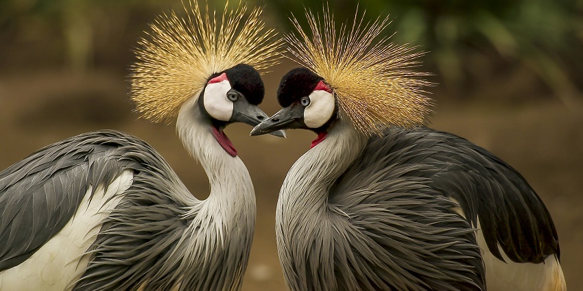 Two grey-crowned crane birds perched on a branch facing each other with greenery around.