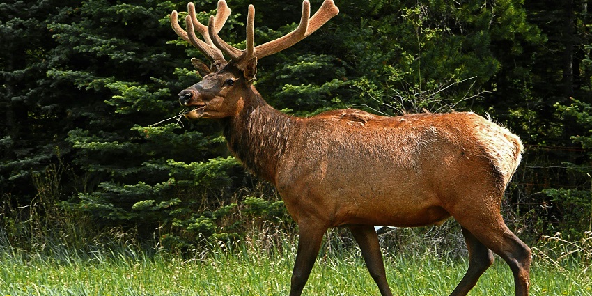 An image showing a deer surrounded by greenery .