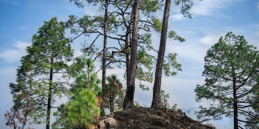 Beauty of Binsar Wildlife Sanctuary in Uttarakhand.