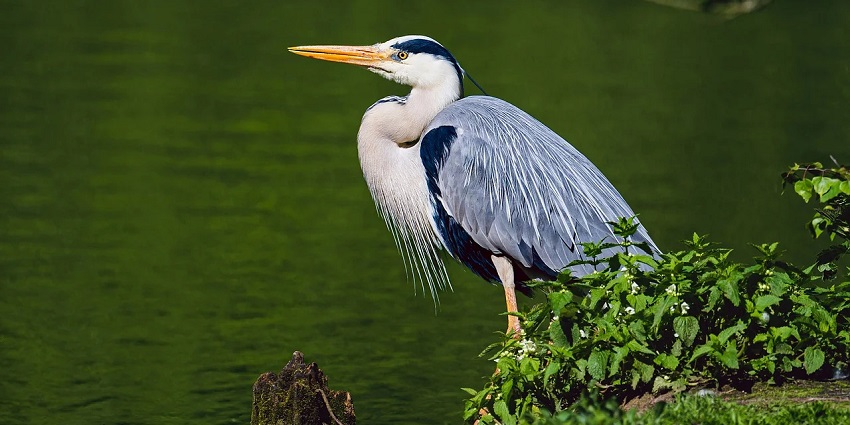 A picture of a bird resting near a pond at a wildlife sanctuary in Dehradun