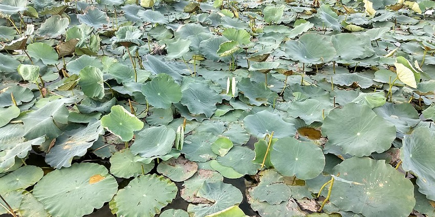 Scenic view of Oussudu Lake Birds Sanctuary with vibrant greenery and calm waters