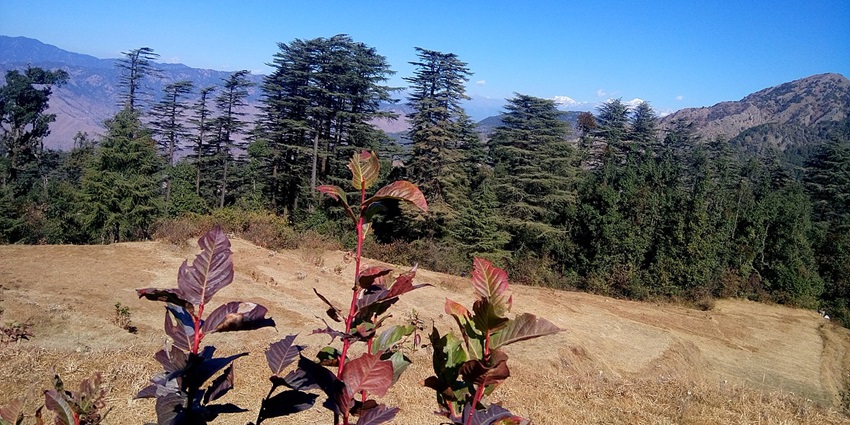 Beautiful landscape covered with forests at Dhanaulti in Uttarakhand
