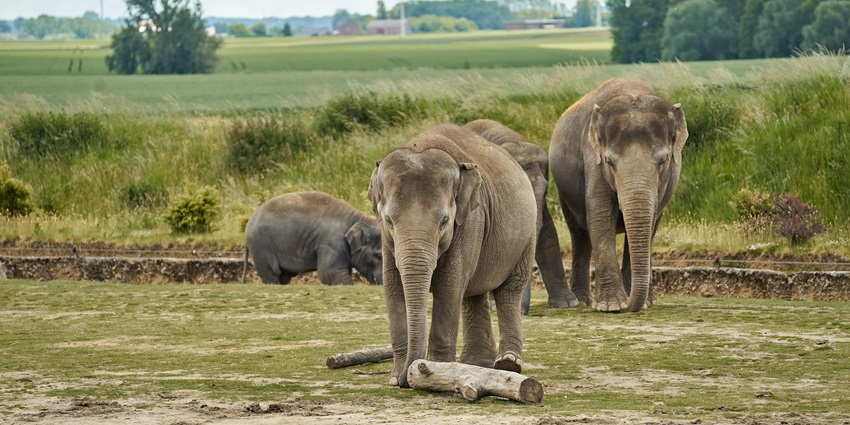 A herd of elephants wandering in the Kedarnath Wildlife Sanctuary