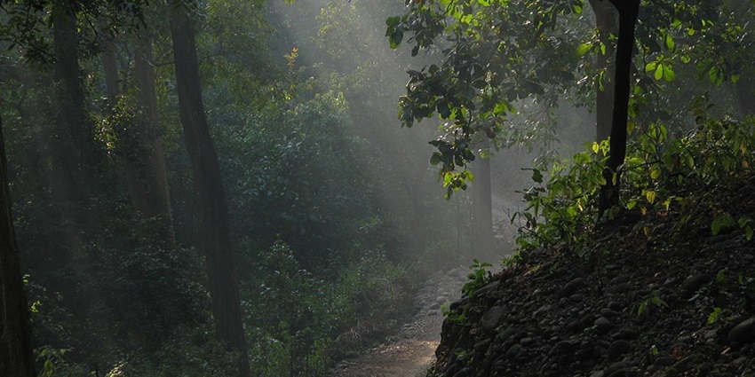Escape to nature’s beauty at Jim Corbett National Park for travellers