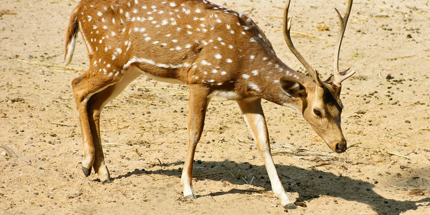 Stunning image of a deer walking in the habitat of the Askot wildlife sanctuary