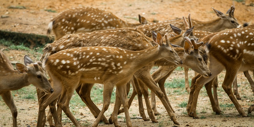 A spotted deer gracefully standing on the ground amidst lush greenery in a natural setting.
