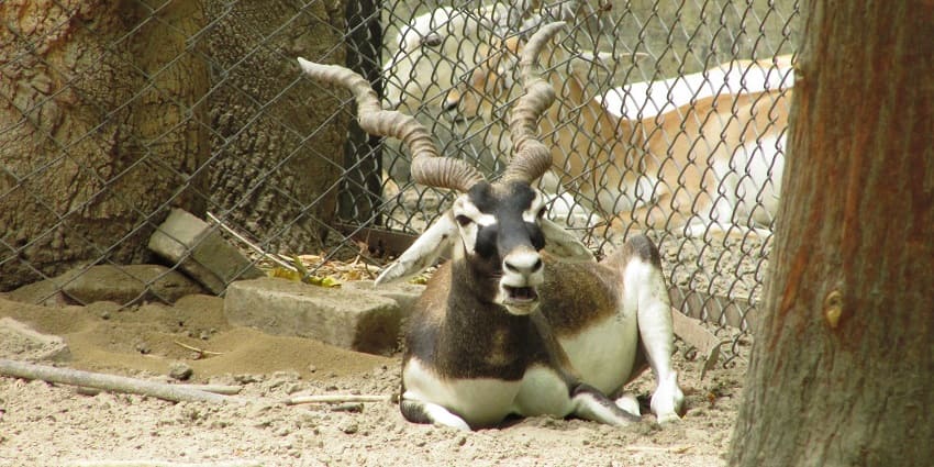 Blackbuck grazing at Lucknow Zoo, surrounded by natural greenery