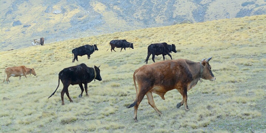Cows walking near Nanda Devi Wildlife Sanctuary, a fun sight.