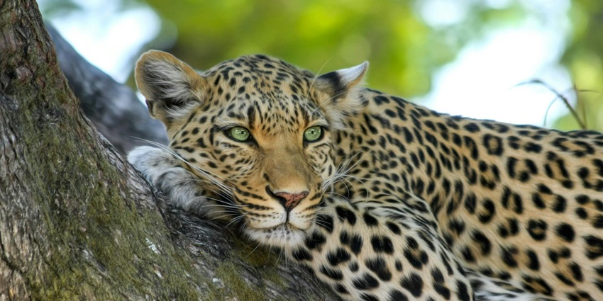 A leopard resting on a thick brown tree trunk in a wildlife sanctuary, surrounded by vibrant foliage.