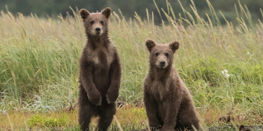 Watch bears in action at the Sohagi Barwa Wildlife Sanctuary in Uttar Pradesh