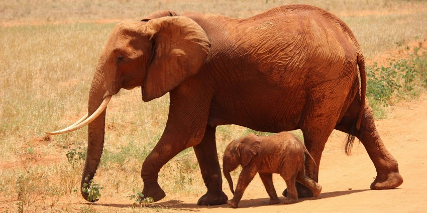 Image showcasing elephants wandering within the wildlife sanctuary