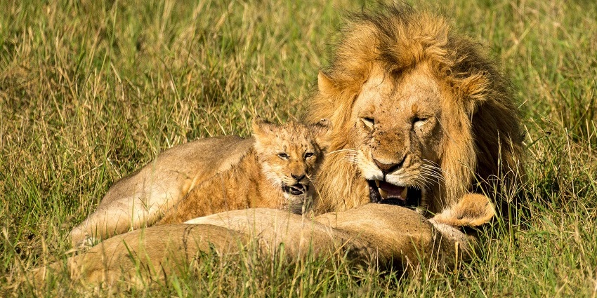 Close-up of lions resting on grass, highlighting their majestic beauty and natural habitat.