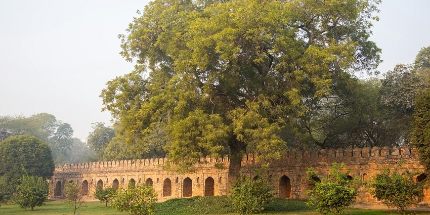 A vibrant green tree stands beside the sturdy concrete wall of Bhairavgarh Fort.