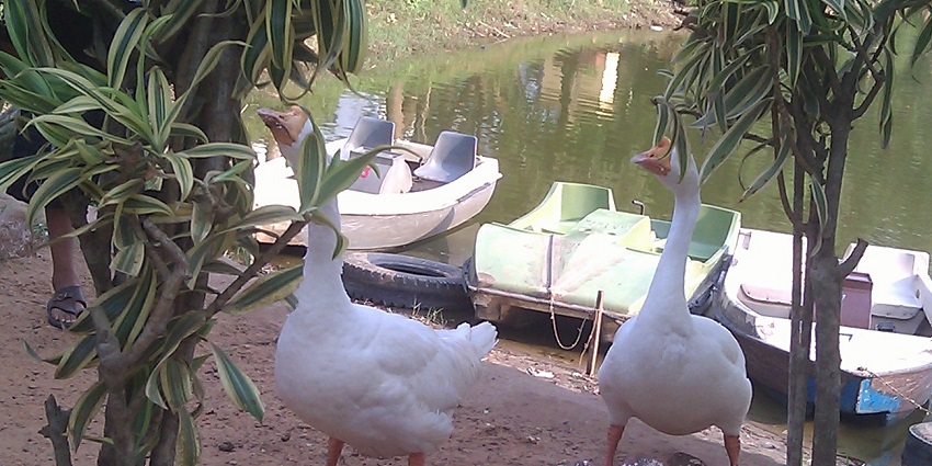 A picture of Beautiful ducks playing at the nature park in Kolkata