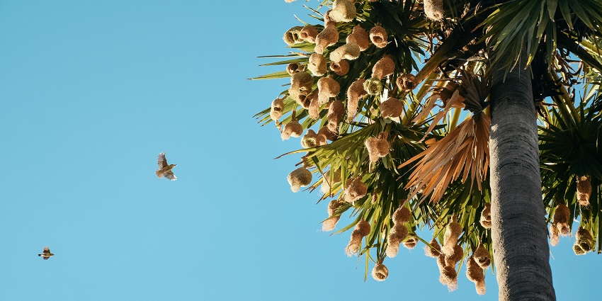 Palmyra tree with baya weaver nests, set against a clear blue sky and birds flying