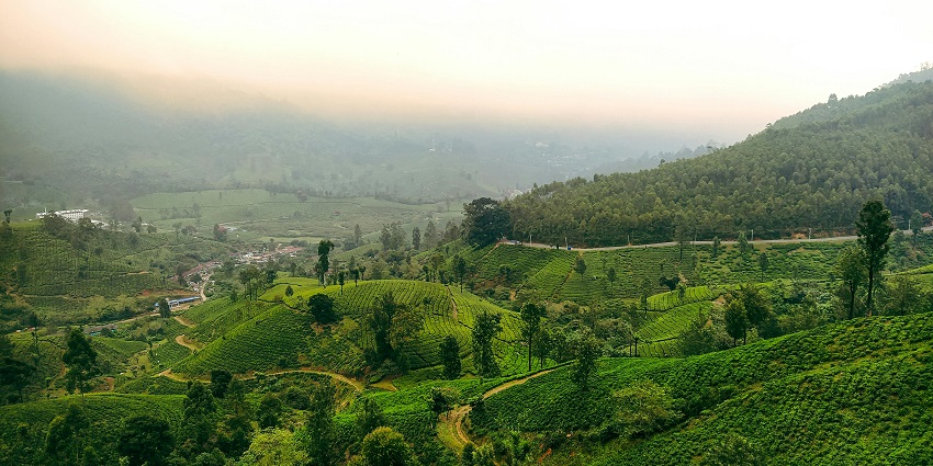 Tall exotic trees standing over a green landscape and environment covered in mist.