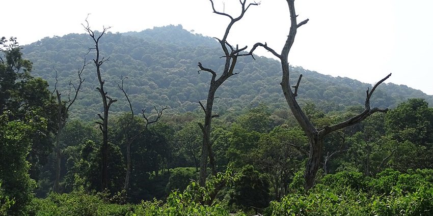 View inside the lush landscapes of Mudumalai tiger reserve