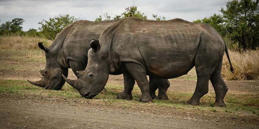 Image of wild animals enjoying a national park similar to Chandraprabha National Park.