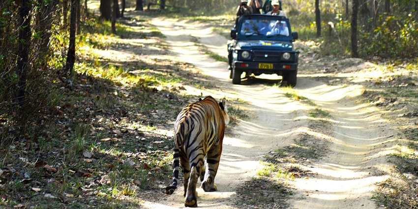 Carry binoculars during Rishikesh Jungle Safari.