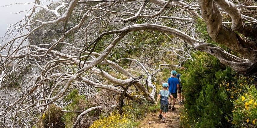 Hiker walking along a scenic trail through green forests and mountains.