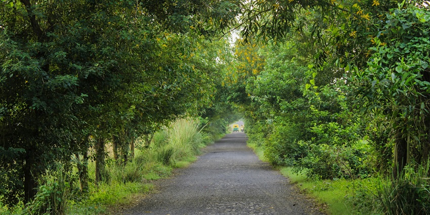 Lush green landscape at the Point Calimere Wildlife and Bird Sanctuary offering serenity.