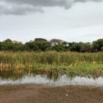 An astonishing view of Oussudu Lake, featuring a sanctuary filled with birds and dense vegetation