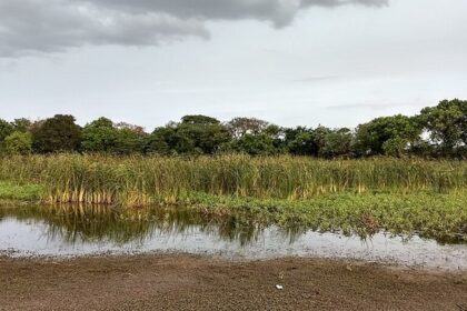 An astonishing view of Oussudu Lake, featuring a sanctuary filled with birds and dense vegetation