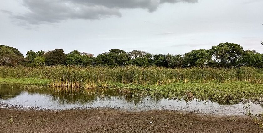 An astonishing view of Oussudu Lake, featuring a sanctuary filled with birds and dense vegetation