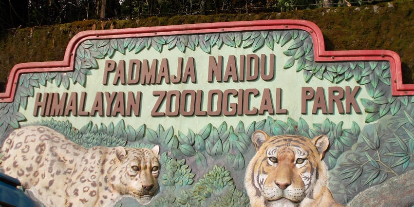 Padmaja Naidu Zoological Park is home to many rare species like red panda and snow leopard