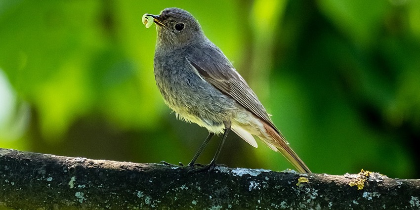 Visit the Pakhiralaya Island also called “home of birds” best for any bird watcher.
