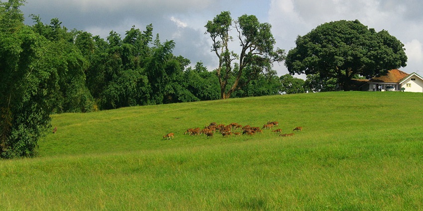 An image showing a view of Palani Hills, one of the best hill stations near Kodaikanal.