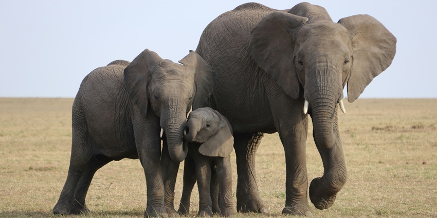 A herd of elephants at the Palani Hills Wildlife Sanctuary near Thirumoorthy Waterfalls.