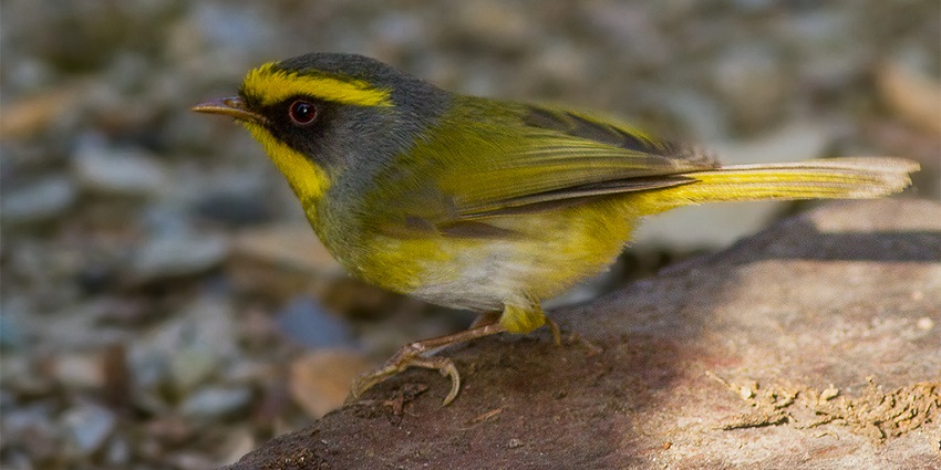 Rare species of bird found at Pangot, one of the offbeat places near Nainital