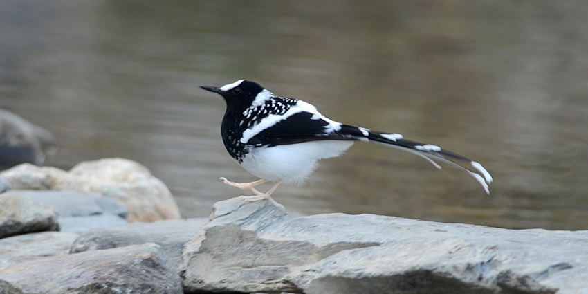A beautiful forktail spotted at Pangot Nainital situated in the Kosya Kutoli District.