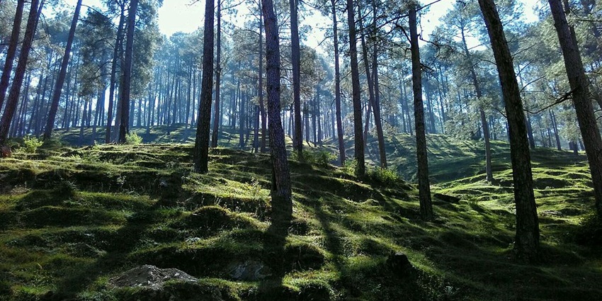 Pleasant view of Pangot village, a paradise for birdwatchers.