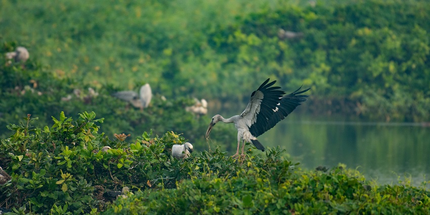Places to visit in Pangot include a bird sanctuary with avian species and lush greenery.