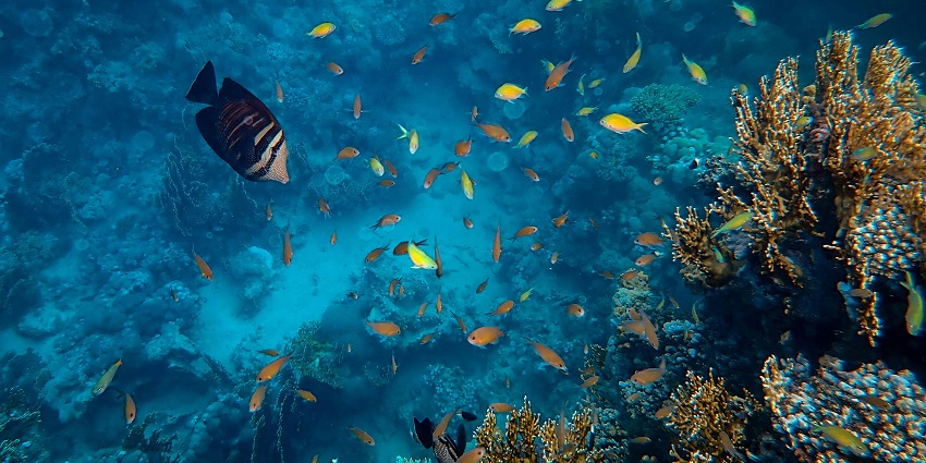 An image of a diver at Pankhal Beach, a famous place for scuba diving in Malvan