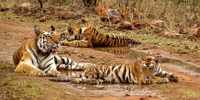 An image of Panna National Park, which is one of the best places to see near Jhansi.