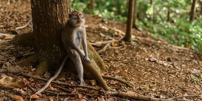 Lovely animals in reserve forests resembling the Parsons Valley Reserve Forest.
