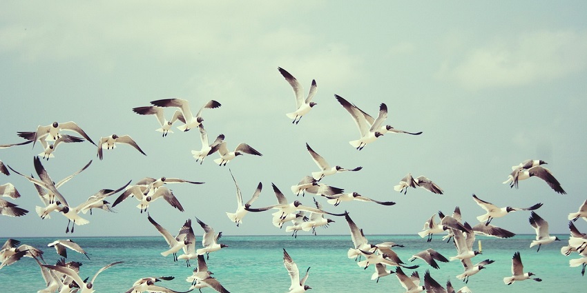 Explore the Patna Bird Sanctuary, a must-visit place near Awagarh Fort for visitors.