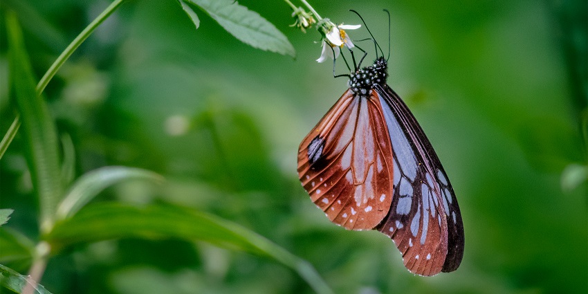 Witness nature’s delicate dance at Pedong, where butterflies thrive!