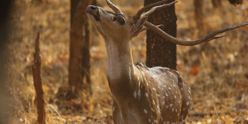 A picture of Pench National Park that offers a thrilling jungle safari in Nagpur.