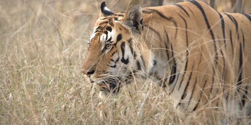 Close up image of a tiger in the Pench National Park
