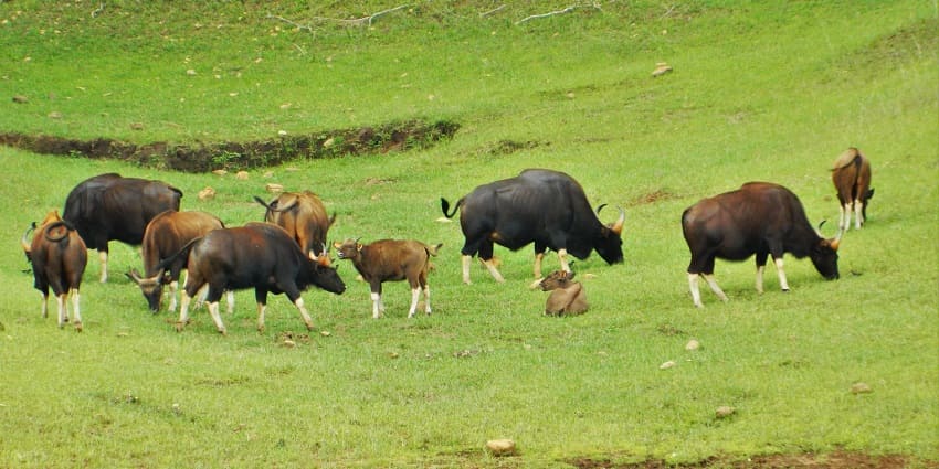 Gaur buffalo grazing in Periyar National Park, a popular place near Grizzled Squirrel Wildlife Sanctuary, Kerala.