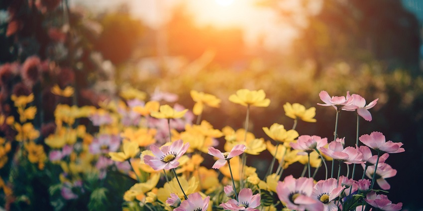 Lush green lawns and vibrant flower beds at Phool Bagh, a beautiful spot near Kanpur Zoo.