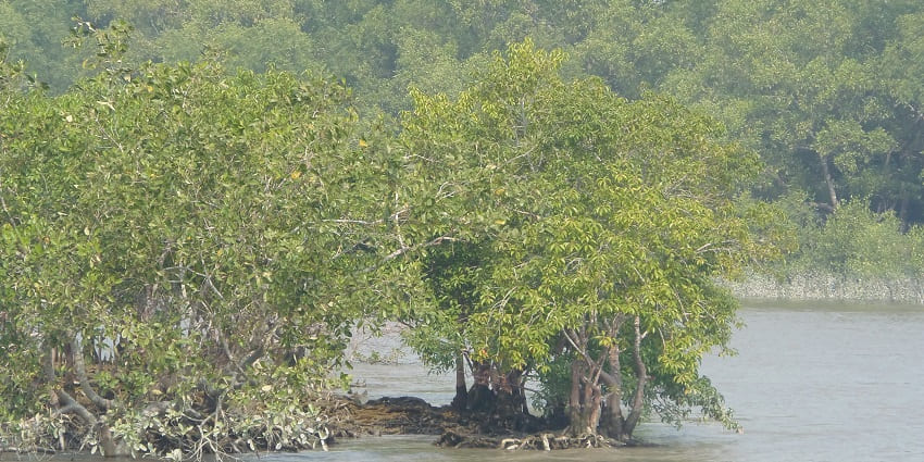 The view of Pichavaram Mangrove Forest, offering a unique eco-tourism experience.