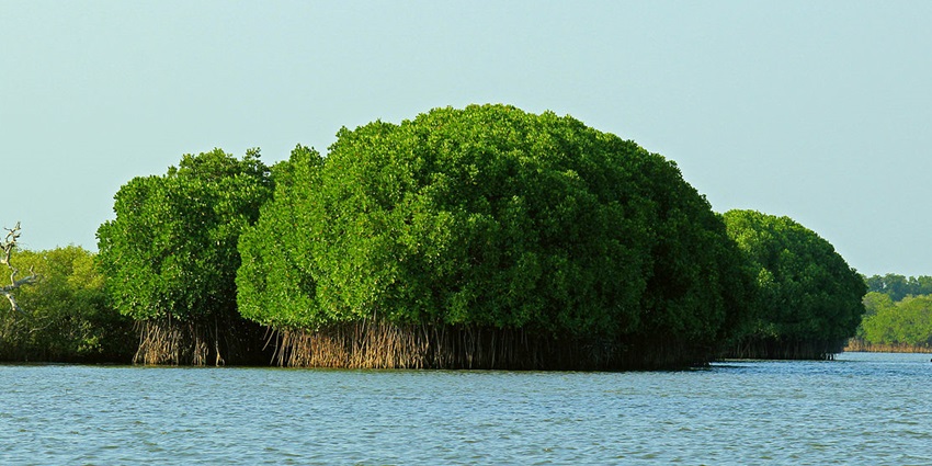 A beautiful view of Pichavaram Mangrove Forest, a popular tourist place in Tamil Nadu.
