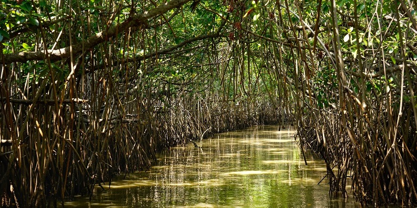 An image of an inside view of the unique Pichavaram Mangrove Forest in Tamil Nadu.
